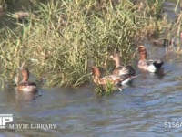 ヒドリガモ 川で水草を食べる