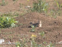 ヒバリ 砂浴びをする