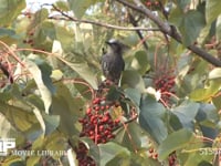 ヒヨドリ イイギリの実を食べる