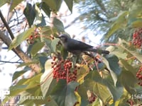 ヒヨドリ イイギリの実を食べる