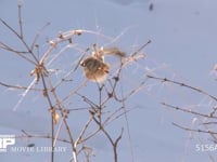 ベニマシコ 草の実を食べる