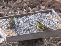 マヒワ 餌台のヒマワリを食べる