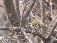 マヒワ 枝にとまる