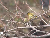 マヒワ ヤナギの花穂をつつく