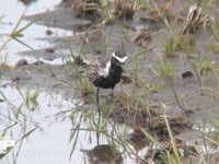 ムナグロ 水田を歩いて餌をとる