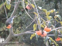 ムクドリ カキの実を食べる