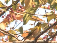 メジロ マユミの実を食べる