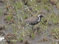 ムナグロ 水田を歩いて餌をとる