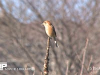 モズ♀ とまり木で餌さがし