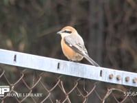 モズ♂ フェンスにとまり餌さがし