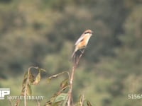 モズ♂ 高鳴きをする
