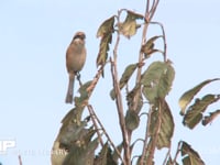 モズ♂ 高鳴きをする