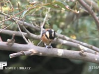 ヤマガラ エゴの実をつつく