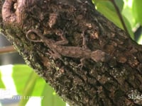 ヤモリ カキの木に登る