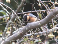 ヤマガラ エゴの実をつつく