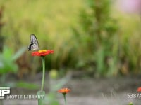 アゲハチョウ 百日草の蜜を吸うナミアゲハ