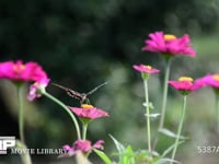 アゲハチョウ 百日草の蜜を吸うナミアゲハ