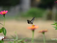 アゲハチョウ 百日草の蜜を吸うナミアゲハ