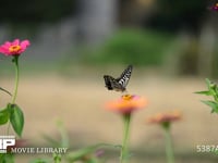 アゲハチョウ 百日草の蜜を吸うナミアゲハ