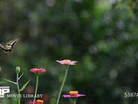 アゲハチョウ 百日草の蜜を吸うナミアゲハ