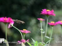 アゲハチョウ 百日草の蜜を吸うナミアゲハ