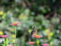 アゲハチョウ 百日草の蜜を吸うナミアゲハ