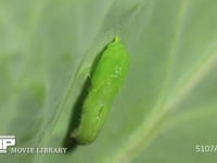 モンシロチョウ蛹7 幼虫→蛹の変化　蛹の体がかなり出てくる