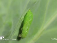 モンシロチョウ蛹化9 幼虫→蛹の変化　幼虫の殻を外す
