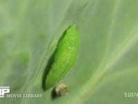 モンシロチョウ蛹化11 幼虫→蛹の変化　脱いだ幼虫の殻をとろうと体をくねらす