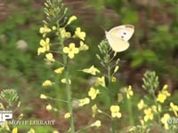 モンシロチョウ　菜の花訪花吸蜜 スティックブロッコリーの花