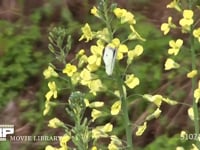 モンシロチョウ　菜の花訪花吸蜜 スティックブロッコリーの花