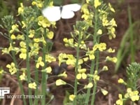 モンシロチョウ　菜の花訪花吸蜜 スティックブロッコリーの花