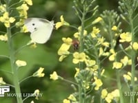 モンシロチョウ　菜の花訪花吸蜜 スティックブロッコリーの花