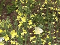 モンシロチョウ　菜の花訪花吸蜜 スティックブロッコリーの花