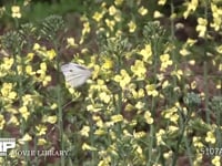 モンシロチョウ　菜の花訪花吸蜜 スティックブロッコリーの花