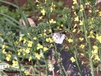 モンシロチョウ　菜の花訪花吸蜜 スティックブロッコリーの花