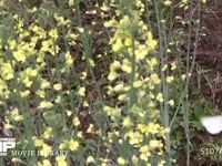 モンシロチョウ　菜の花訪花産卵 スティックブロッコリーの花雷