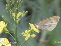 モンシロチョウ　菜の花訪花吸蜜 スティックブロッコリーの花