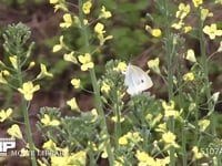 モンシロチョウ　菜の花訪花産卵 スティックブロッコリーの花雷