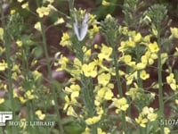 モンシロチョウ　菜の花訪花、花上で休む スティックブロッコリーの花