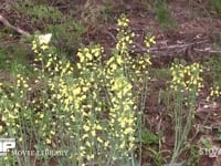 モンシロチョウ　菜の花訪花産卵 スティックブロッコリーの花雷