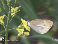 モンシロチョウ　菜の花花上で休む スティックブロッコリーの花