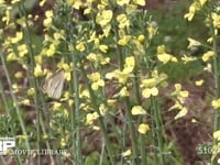 モンシロチョウ　菜の花訪花・産卵・吸蜜 スティックブロッコリーの花