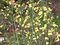 モンシロチョウ　菜の花訪花・吸蜜・産卵 スティックブロッコリーの花雷