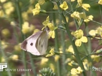 モンシロチョウ　訪花・吸蜜・休む スティックブロッコリーの花