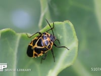 ヒメナガメ　成虫 カメムシ科　菜類に多い