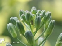 モンシロチョウ卵２つ スティックブロッコリーの花雷に産みつけられる