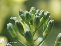 モンシロチョウ卵２つ スティックブロッコリーの花雷に産みつけられる