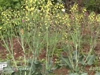 モンシロチョウ キャベツ畑、菜の花を飛び回る