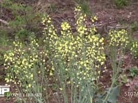 モンシロチョウ　菜の花訪花・産卵 スティックブロッコリーの花